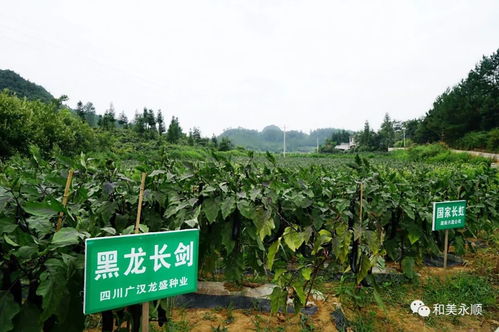 紅星實業(yè)集團牽手永順縣,為我縣鄉(xiāng)村果蔬農(nóng)副產(chǎn)品銷售探索出一條廣闊發(fā)展之路